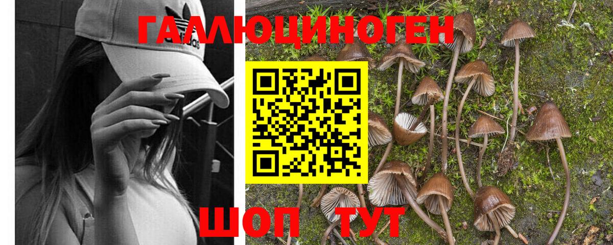 Галлюциногенные грибы Psilocybine cubensis Урай